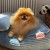 legowisko-dla-psa-pomeranian-blekitne.jpg