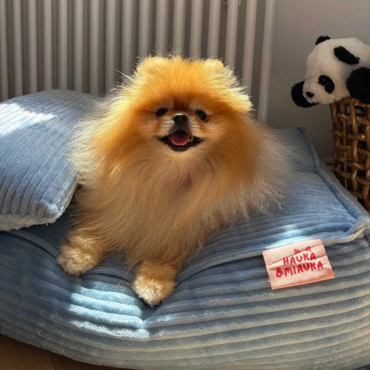 legowisko-dla-psa-pomeranian-blekitne.jpg