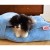 pomeranian-legowisko-dla-psa-niebieskie.jpg